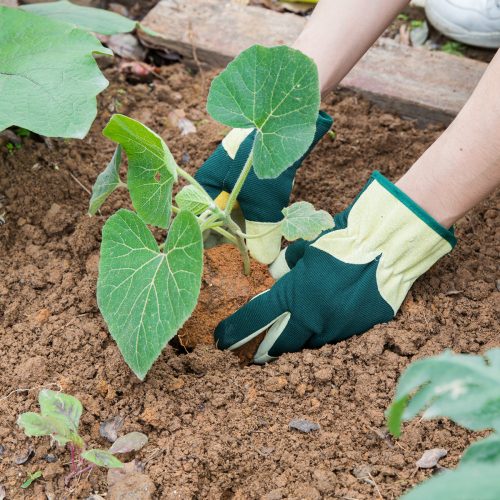 Semišové zahradnické rukavice Navaris, velikost L, tkanina Spandex, 49174.03