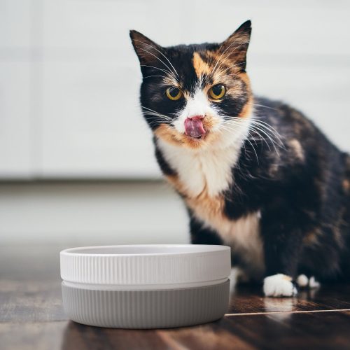 Sada 2 misek pro kočky a psy Navaris, protiskluzová, šedá, 53411.22