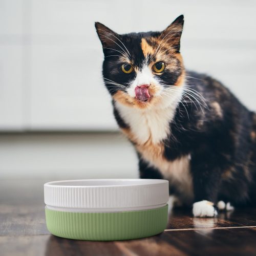 Sada 2 misek pro kočky a psy Navaris, protiskluzová, zelená, 53411.07